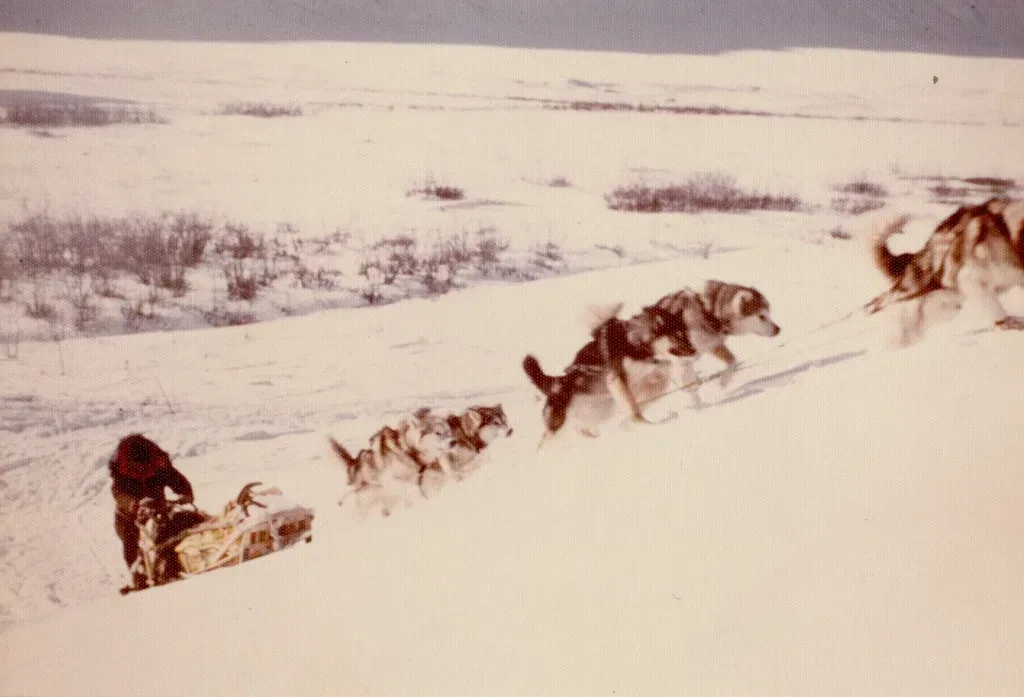 Go on a dog-sledding expedition