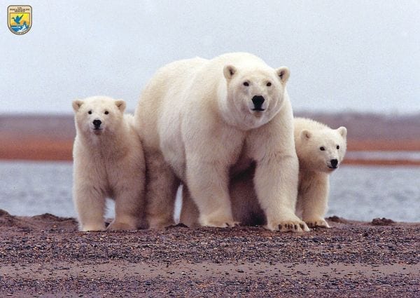 Watch polar bears