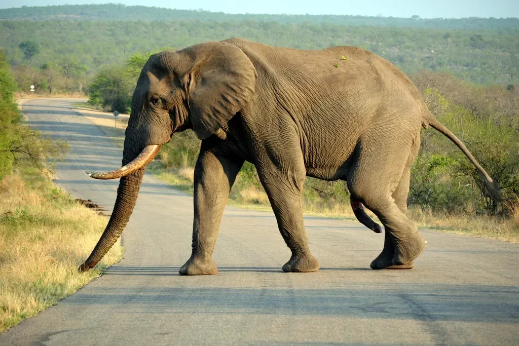 Go on a safari
