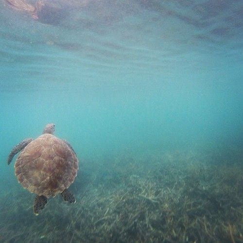 Snorkel with sea turtles