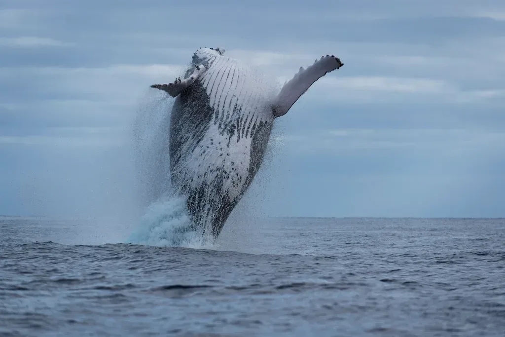 Go whale watching