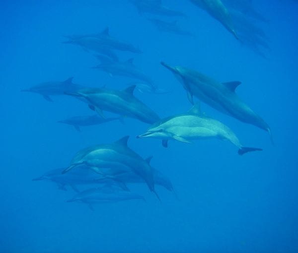 Swim with whale sharks